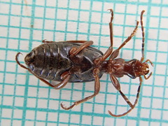 Brachinus crepitans