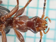 Brachinus crepitans