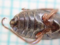 Brachinus crepitans