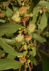 Acacia excelsa