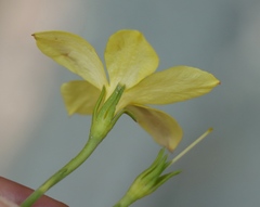 Linum heterostylum