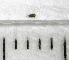 Ptinella acaciae