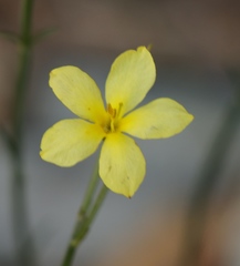 Linum heterostylum
