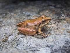 Pristimantis w-nigrum