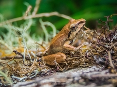 Pristimantis w-nigrum