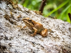 Pristimantis w-nigrum