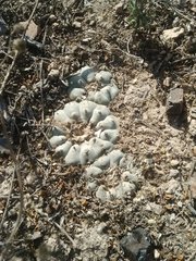 Lophophora williamsii
