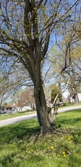 Magnoliopsida
