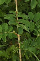 Rosa