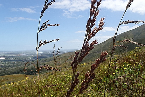 Image of Tetraria involucrata by no rights reserved