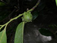 Diospyros nigra