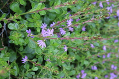 Scaevola aemula