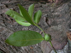 Diospyros nigra