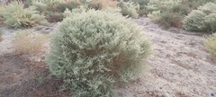 Caroxylon imbricatum