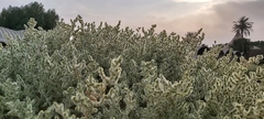 Caroxylon imbricatum