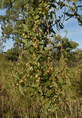 Acacia excelsa