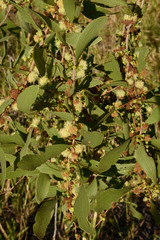 Acacia excelsa