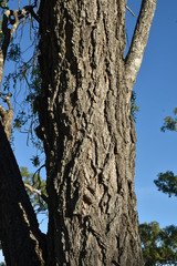 Acacia excelsa