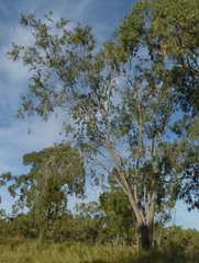 Acacia excelsa