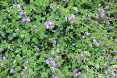 Scaevola aemula
