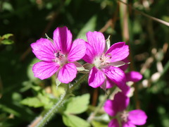 Geranium nepalense thunbergii