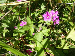 Geranium nepalense thunbergii
