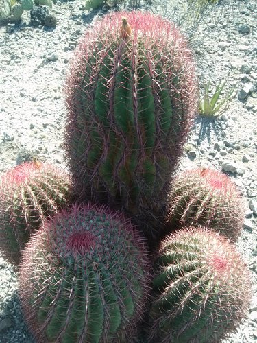 Ferocactus pilosus