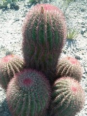 Ferocactus pilosus