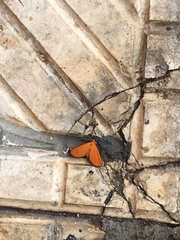 Eudulophasia invaria