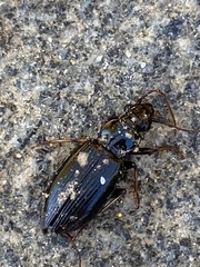 Patrobus longicornis