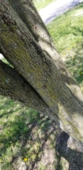 Magnoliopsida