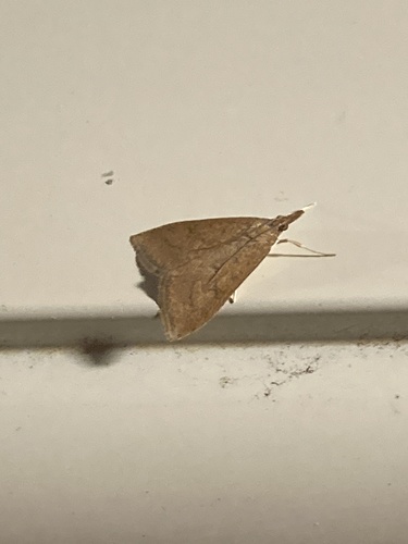 Celery Leaftier Moth, Pleasant Ave, Canonsburg, PA, US, photo 8 of 10