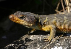 Pseudocordylus microlepidotus