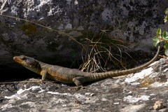 Pseudocordylus microlepidotus
