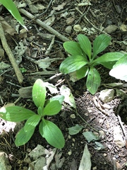 Lithospermum helleri