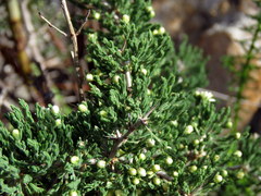 Asparagus stipulaceus