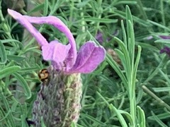 Coccinella transversalis