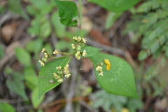 Euphorbia lancifolia