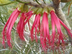 Melaleuca quadrifida