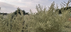 Caroxylon imbricatum