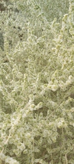 Caroxylon imbricatum