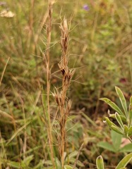 Helictochloa hookeri