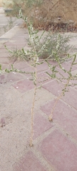 Caroxylon imbricatum