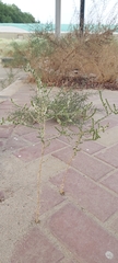 Caroxylon imbricatum