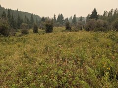 Helictochloa hookeri