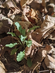 Borodinia perstellata