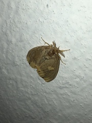 Euproctis quadrangularis