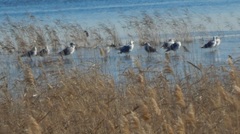 Larus fuscus barabensis