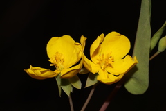 Hibbertia nymphaea