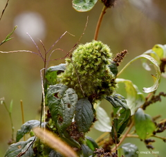 Rhopalomyia capitata